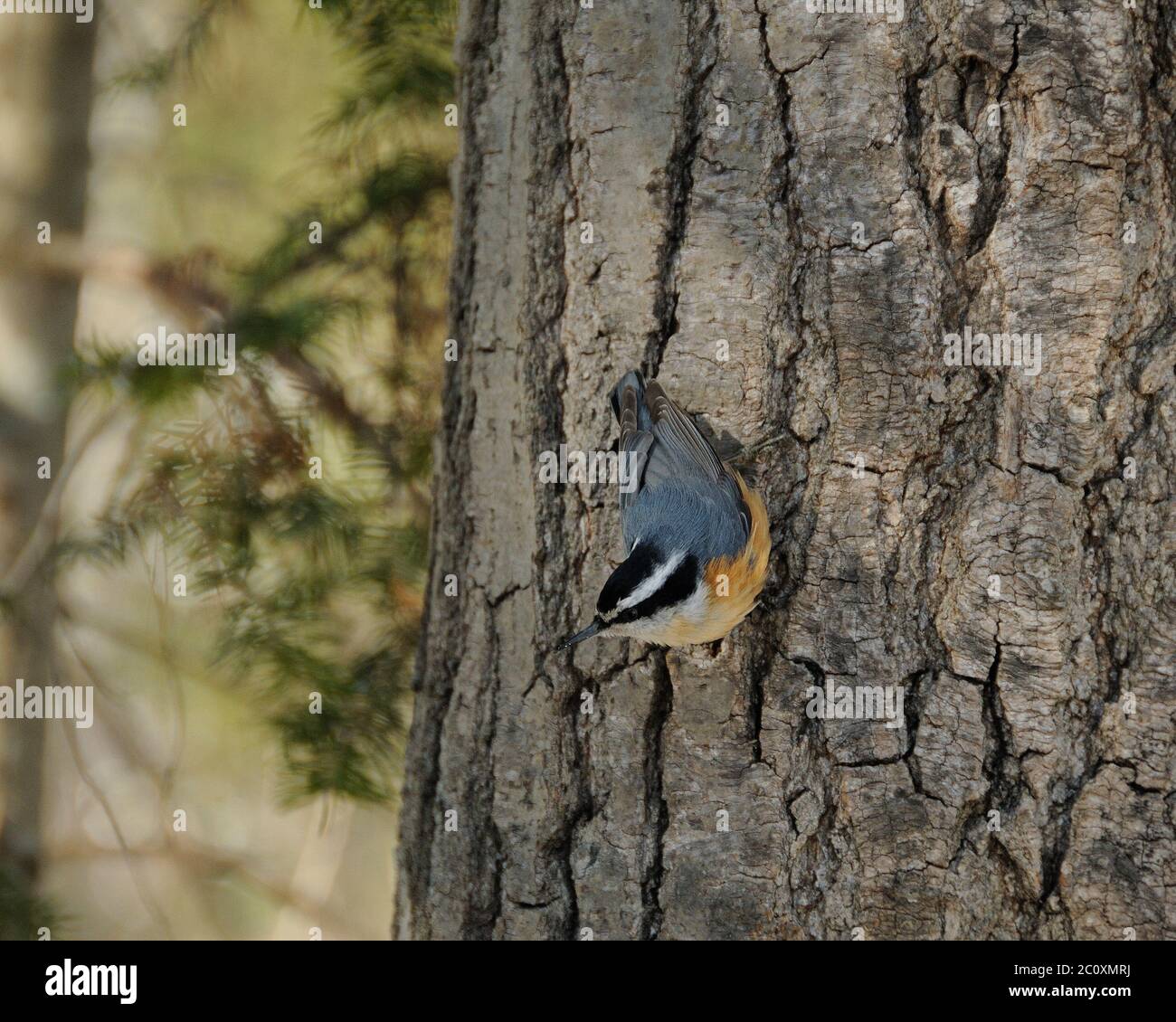 Nuthatch uccello rosso-breasted arroccato su un ramo di albero con sfondo sfocato nel suo ambiente e dintorni. Foto Stock Nuthatch uccello rosso-breasted arroccato su un ramo di albero con sfondo sfocato nel suo ambiente e dintorni. Foto Stock