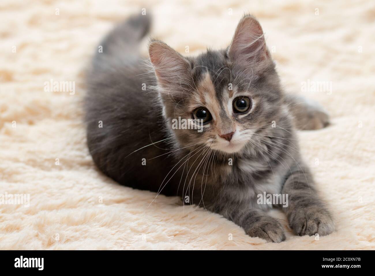 Carino gattino grigio giace su una coperta di pelliccia beige. Foto Stock