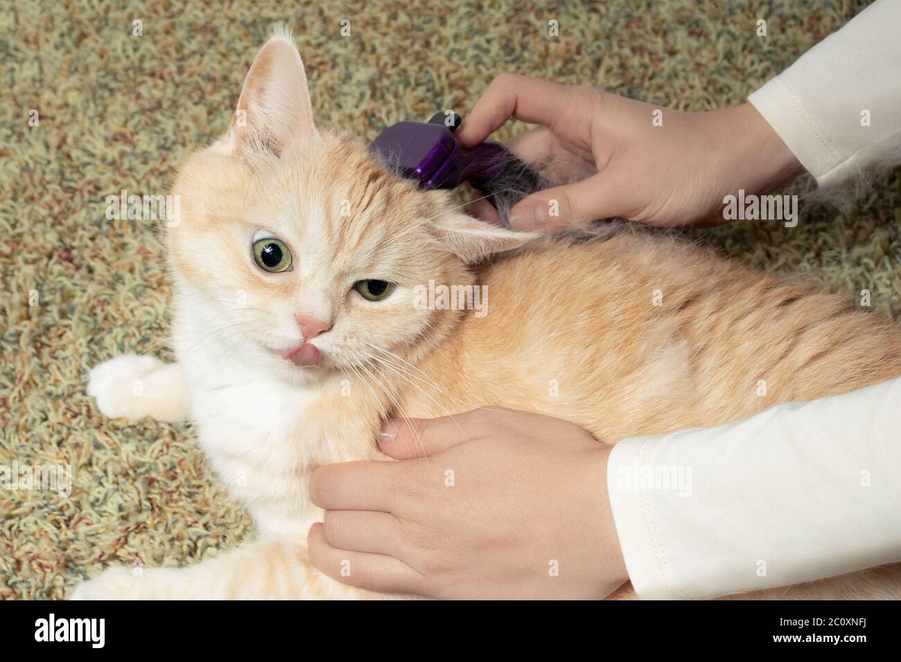 Furminator combatte un simpatico gatto britannico cremoso. Cura degli animali domestici, concetto di cura del corpo. Foto Stock