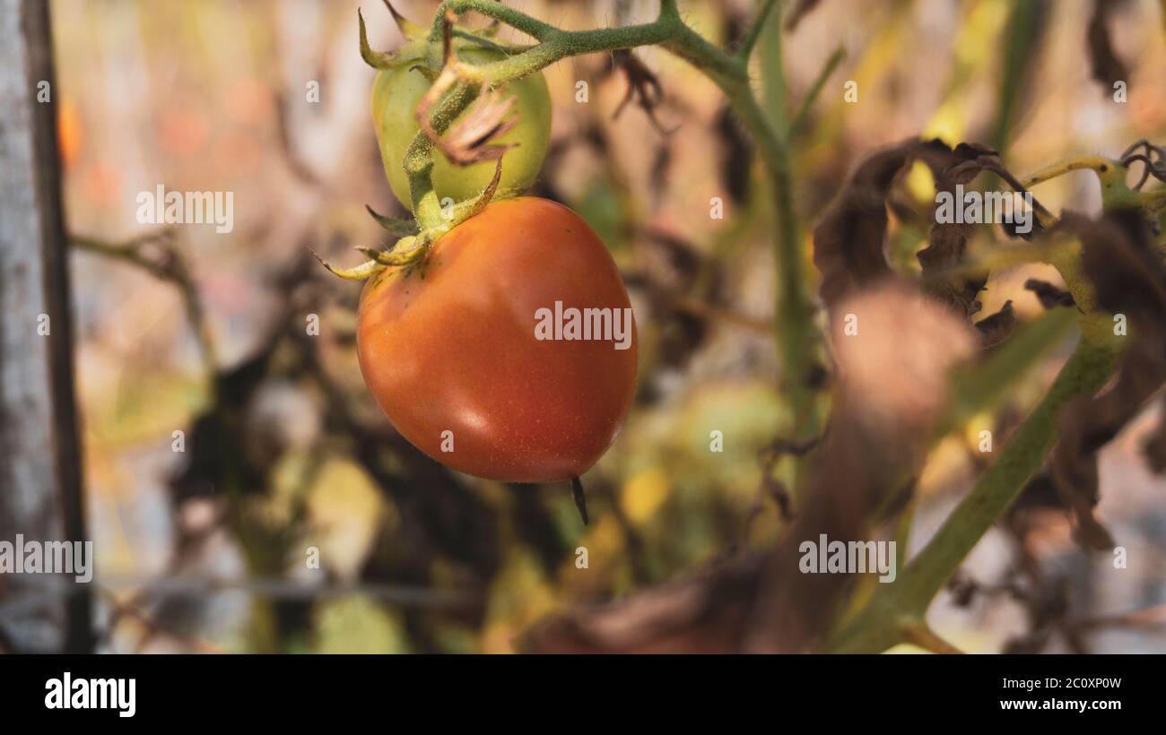 Verdure di pomodoro nella piantagione dell'agricoltore, entrando nella stagione di raccolta. Una delle frutta che entra nella famiglia delle verdure. Foto Stock