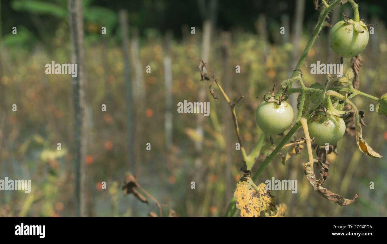 Verdure di pomodoro nella piantagione dell'agricoltore, entrando nella stagione di raccolta. Una delle frutta che entra nella famiglia delle verdure. Foto Stock