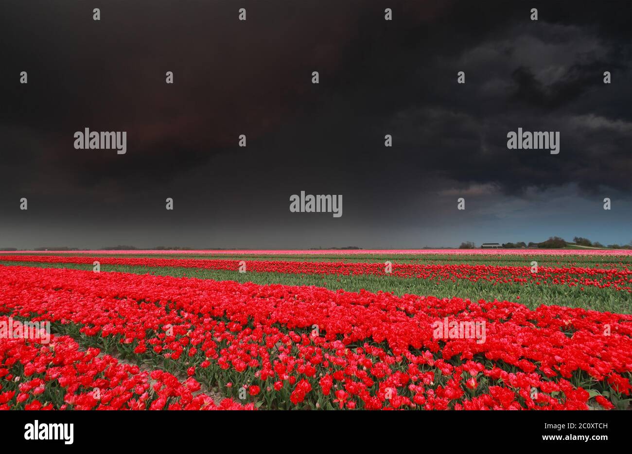 cielo scuro tempestoso sopra il campo di tulipano in primavera Foto Stock