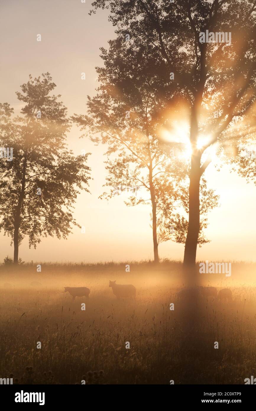 Bellissima alba in oro nebby su terreni agricoli olandesi Foto Stock