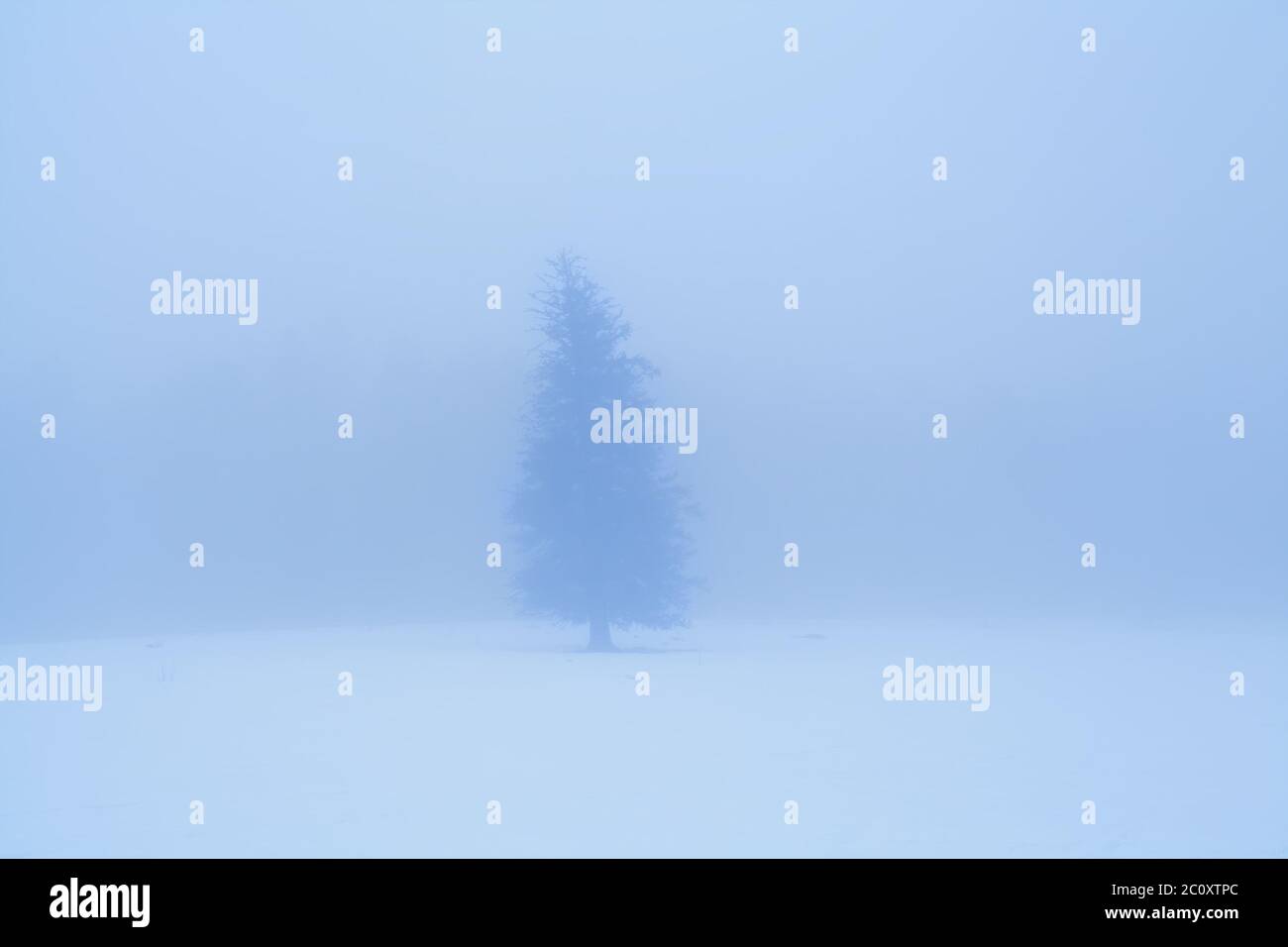 lone abete rosso in fitta nebbia invernale Foto Stock