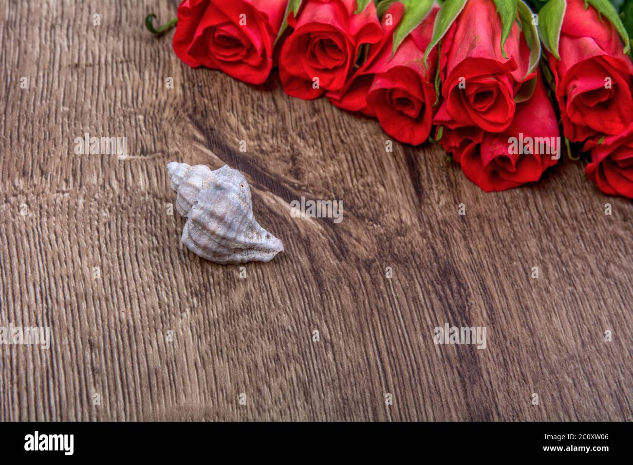 Guscio bianco e rose su sfondo di legno Foto Stock