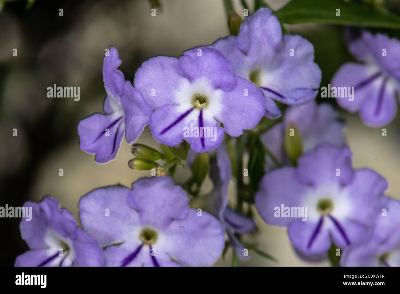 Golden Dewdrop (Duranta erecta) Foto Stock