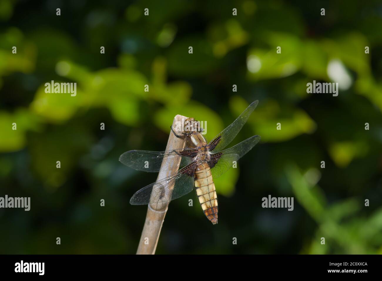 Femmina largo corposo Chaser libellula dell'ordine Odonata su bambù. I colori marroni del corpo si distinguono contro il verde tenue sfondo. Foto Stock
