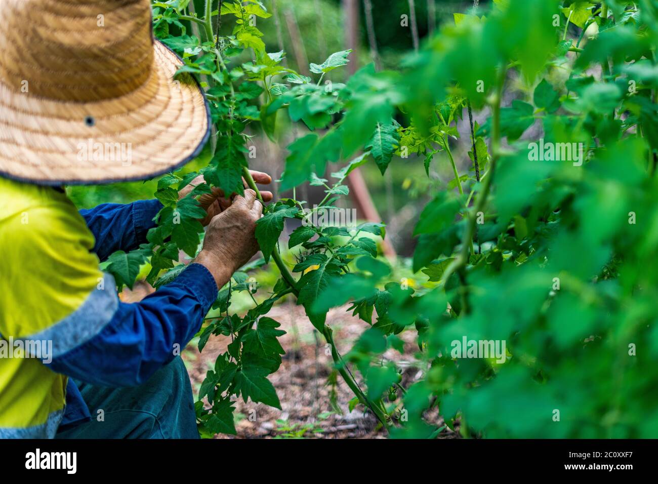 Giardiniere che tende giovane cespuglio di pomodoro. Non scavare orto. Principi di giardinaggio di Permaculture. Autosufficienza, cibo biologico, sostenibilità. Rurale Foto Stock