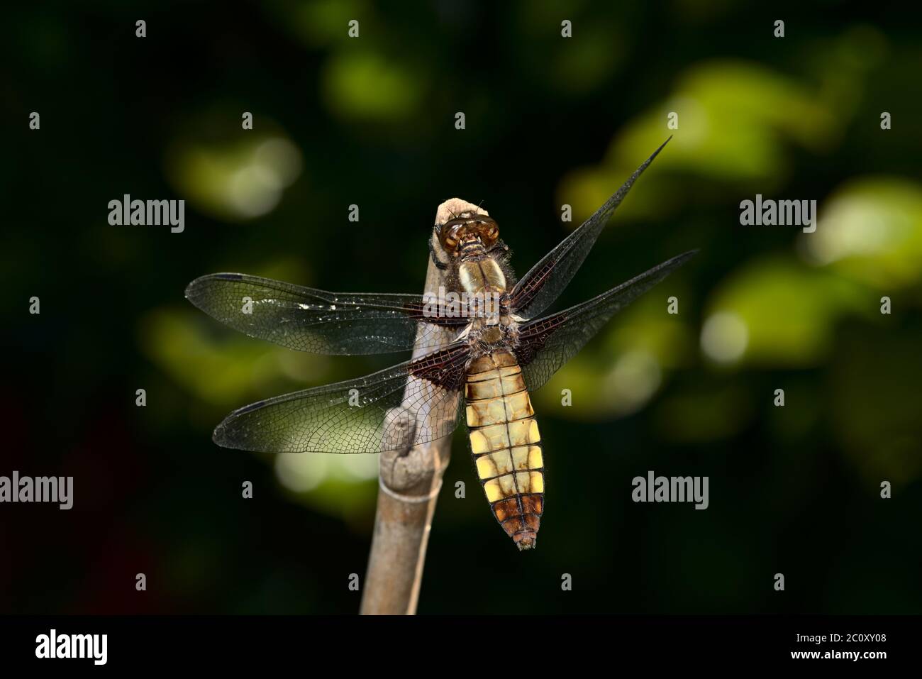 Femmina largo corposo Chaser libellula dell'ordine Odonata su bambù. I colori marroni del corpo si distinguono contro il delicato sfondo verde scuro. Foto Stock