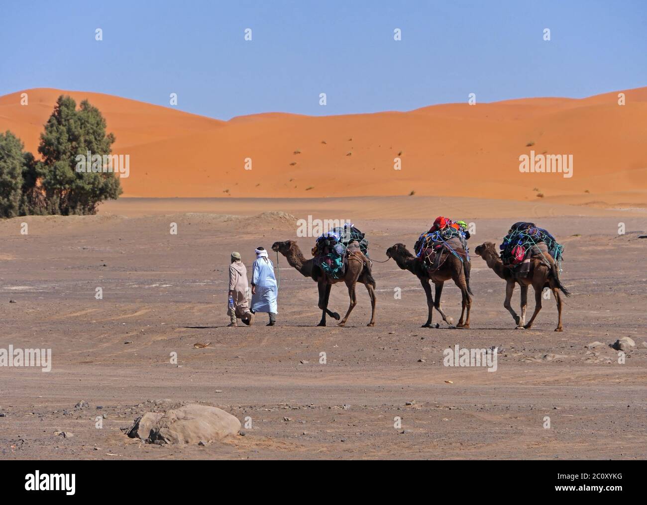 Autista di cammello in Marocco al deserto Erg Chebbi Foto Stock