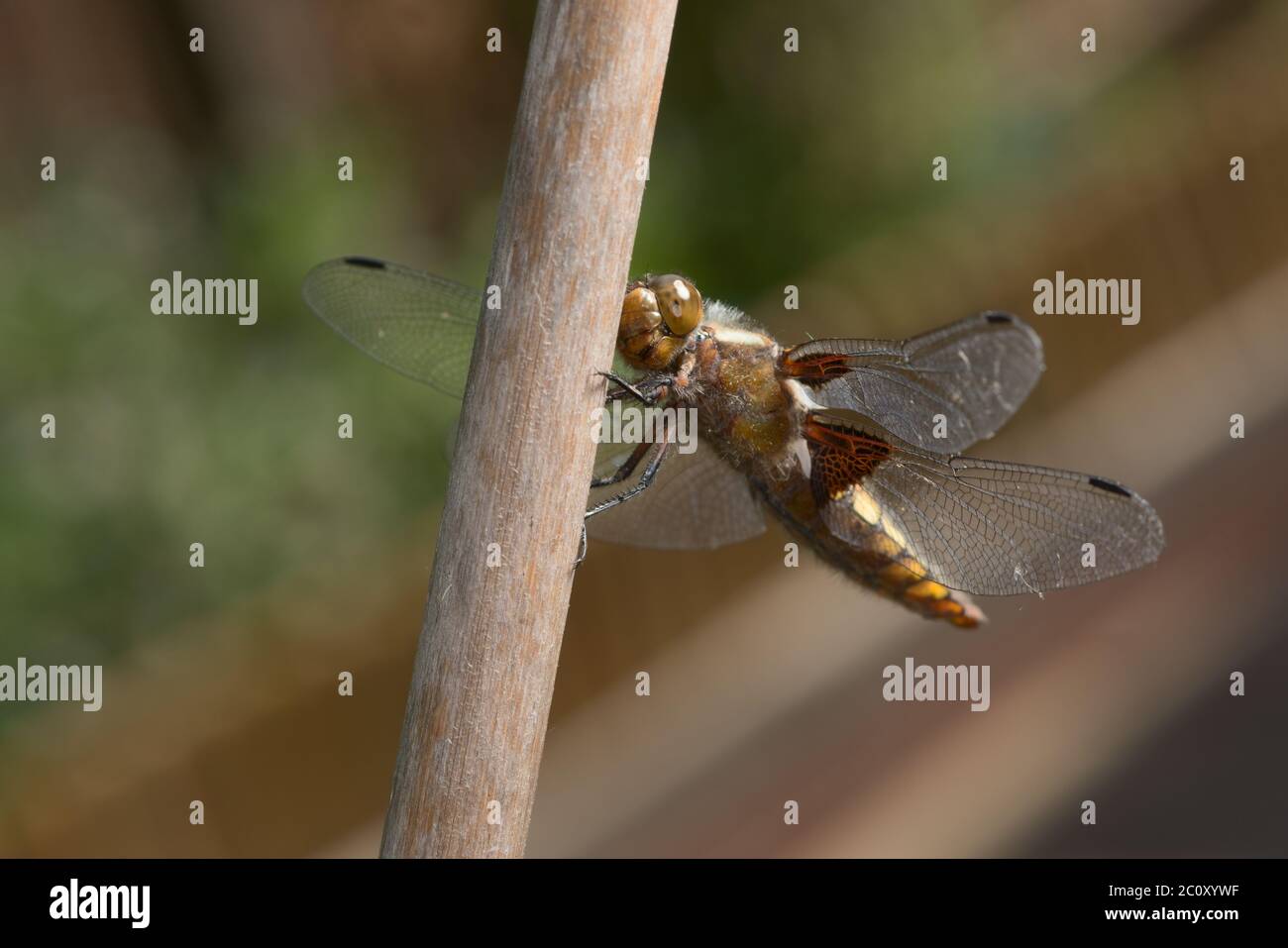 Guardando la fotocamera, il volto di questa dragonfly femmina di Chaser corposo è in chiara messa a fuoco contro uno sfondo naturalmente sfocato giardino. Foto Stock