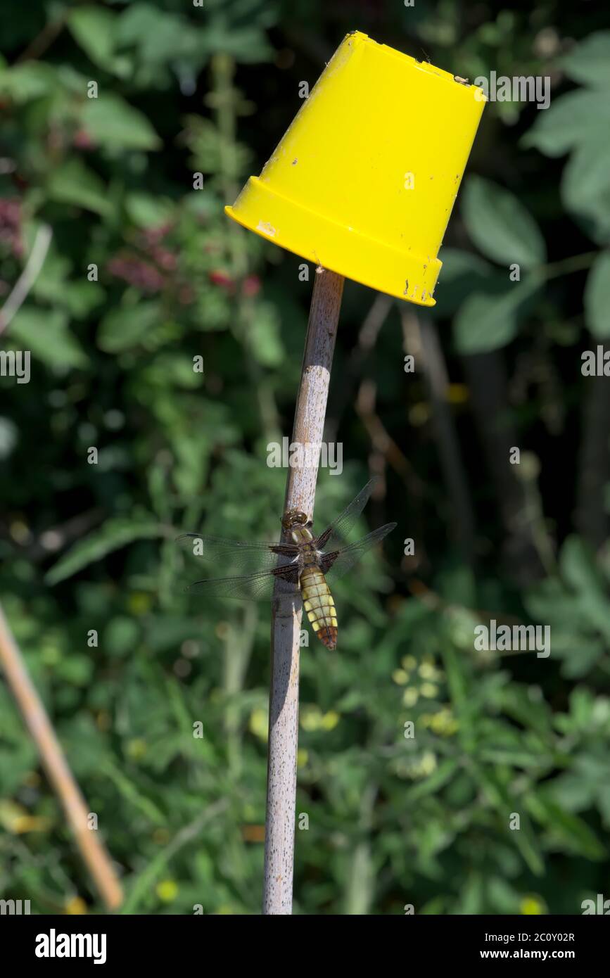 Con uno sfondo fogliame, questa femmina marrone largo corposo dragonfly Chaser è outshone dal vivace vaso di fiori giallo che riposa sulla canna di bambù. Foto Stock
