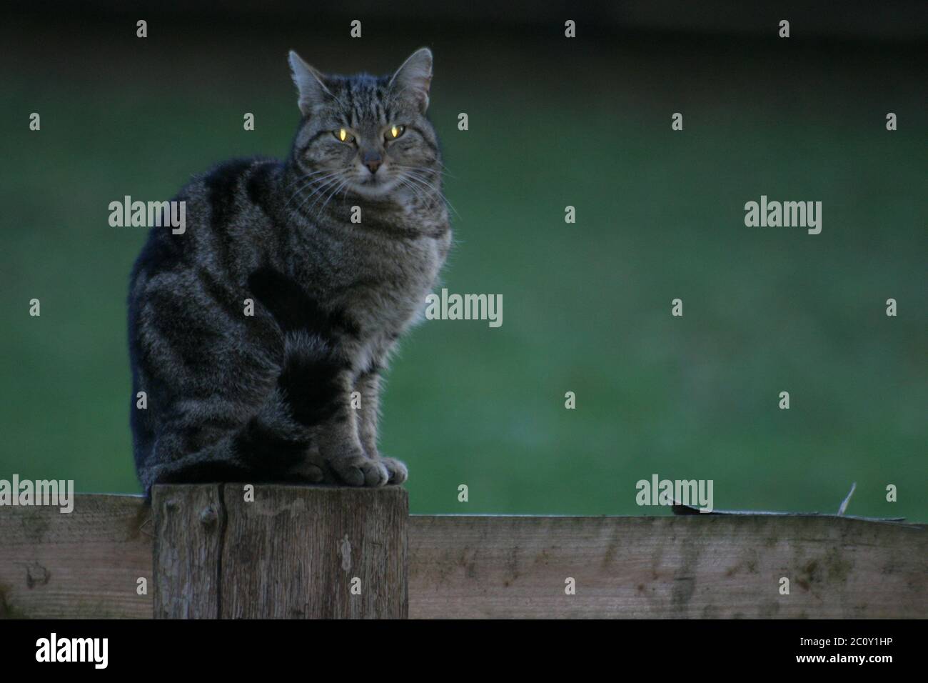 cat con occhi luminosi Foto Stock