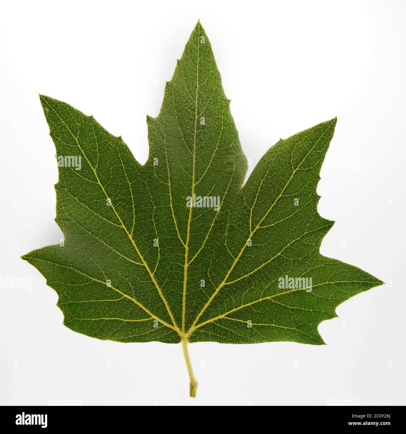 Foglia di acero verde isolato su sfondo bianco. Foto Stock