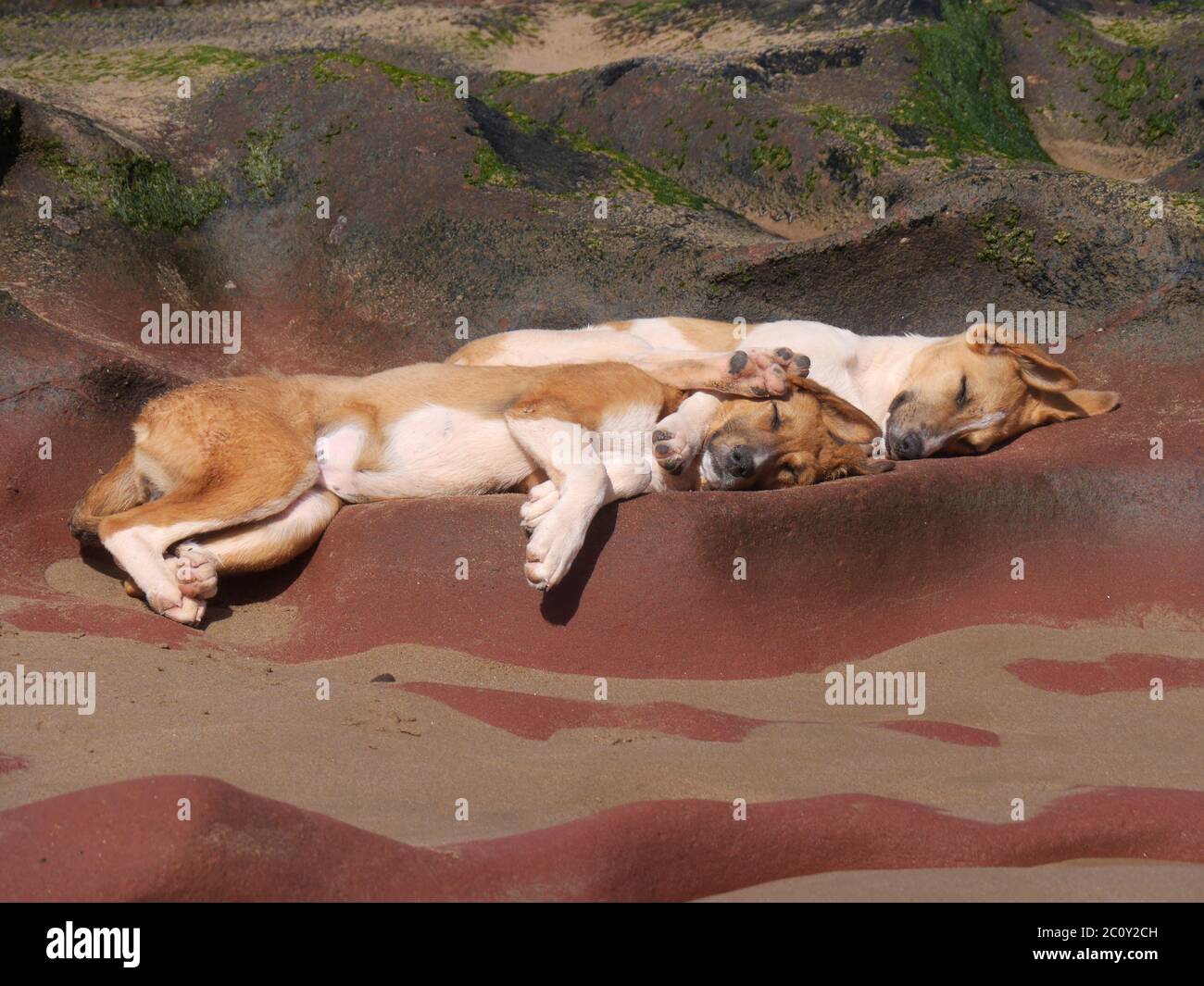 Cani selvatici dormendo sulla spiaggia di Leghzira in marocco Foto Stock