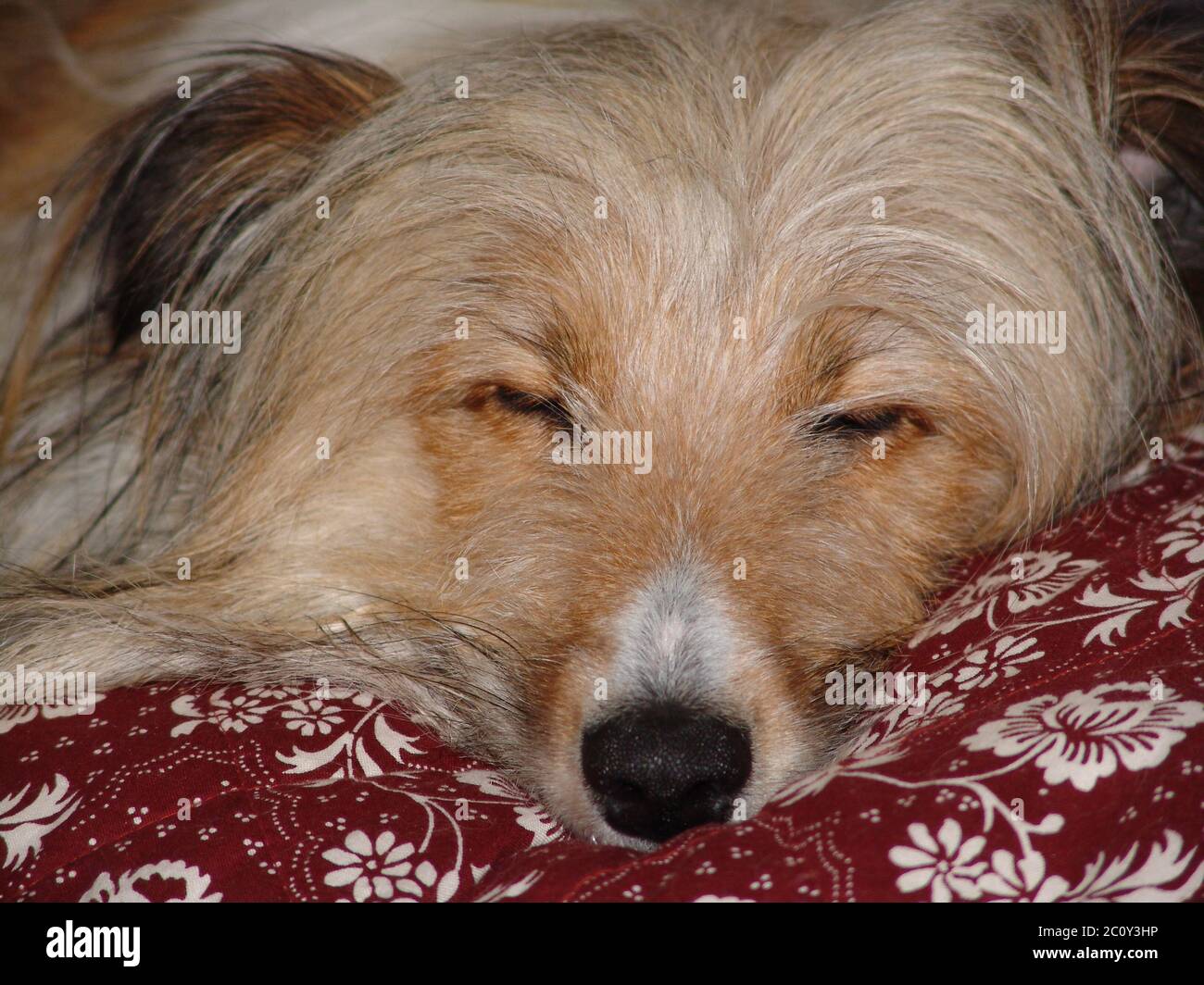 Incroci di cane Foto Stock