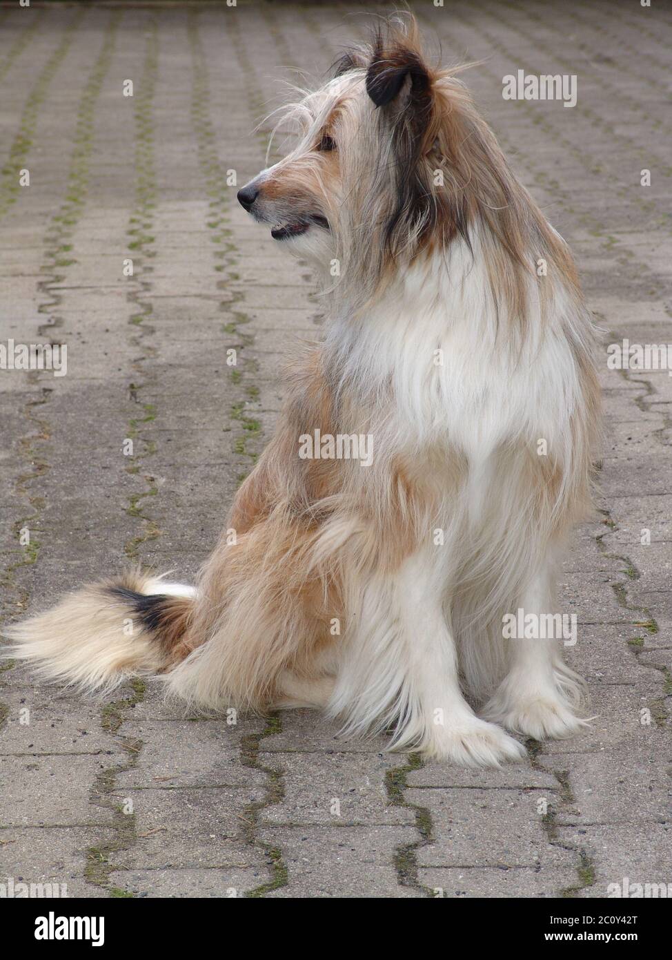 Incroci di cane Foto Stock