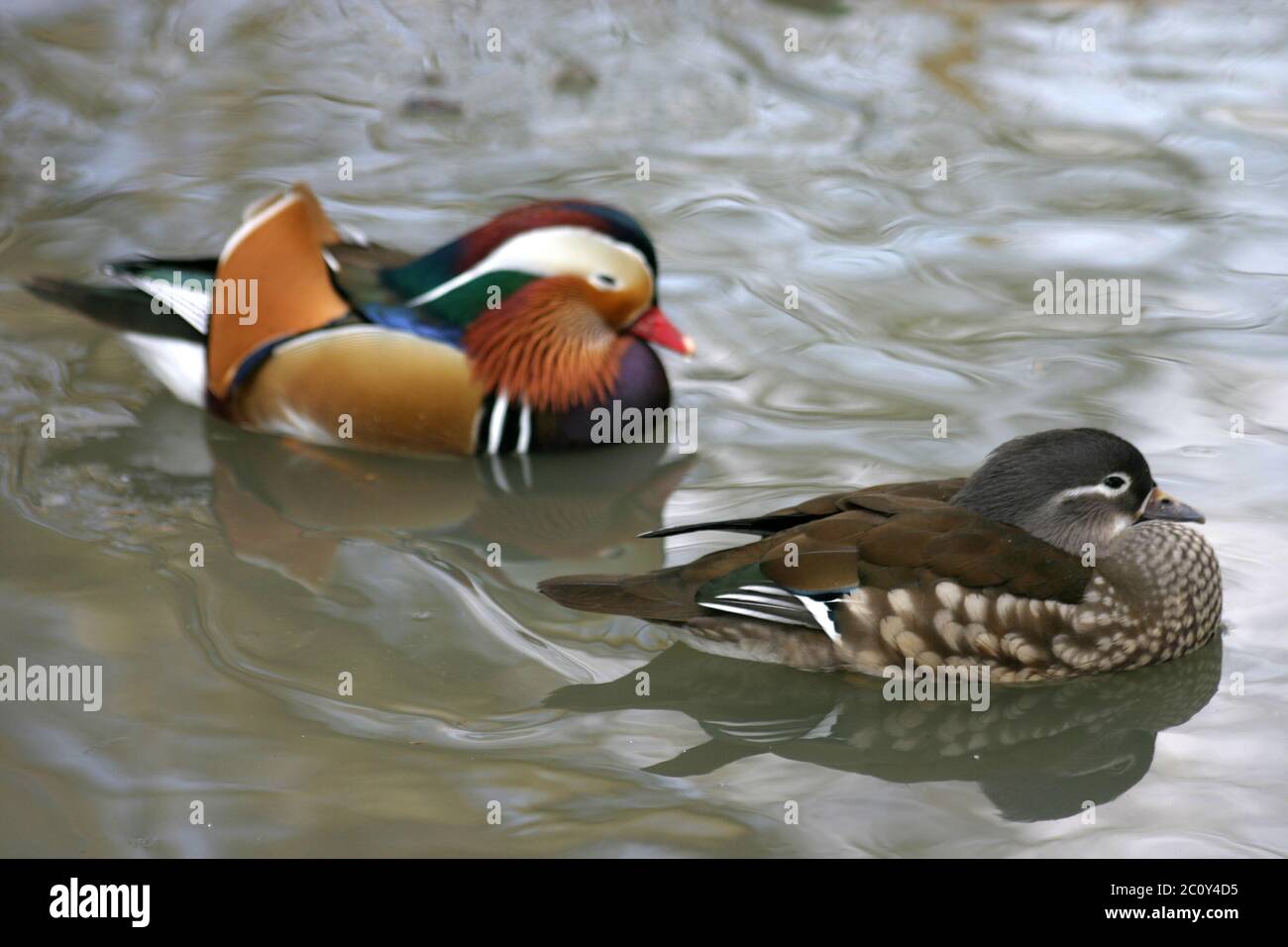 Coppia di anatre di mandarino Foto Stock