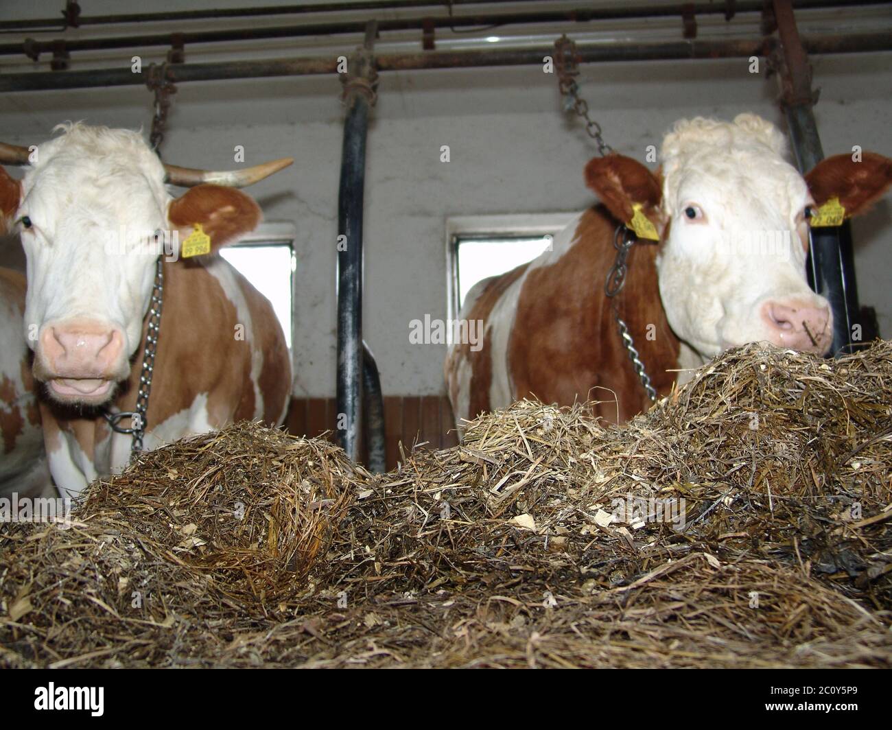 Nel capannone di bestiame Foto Stock