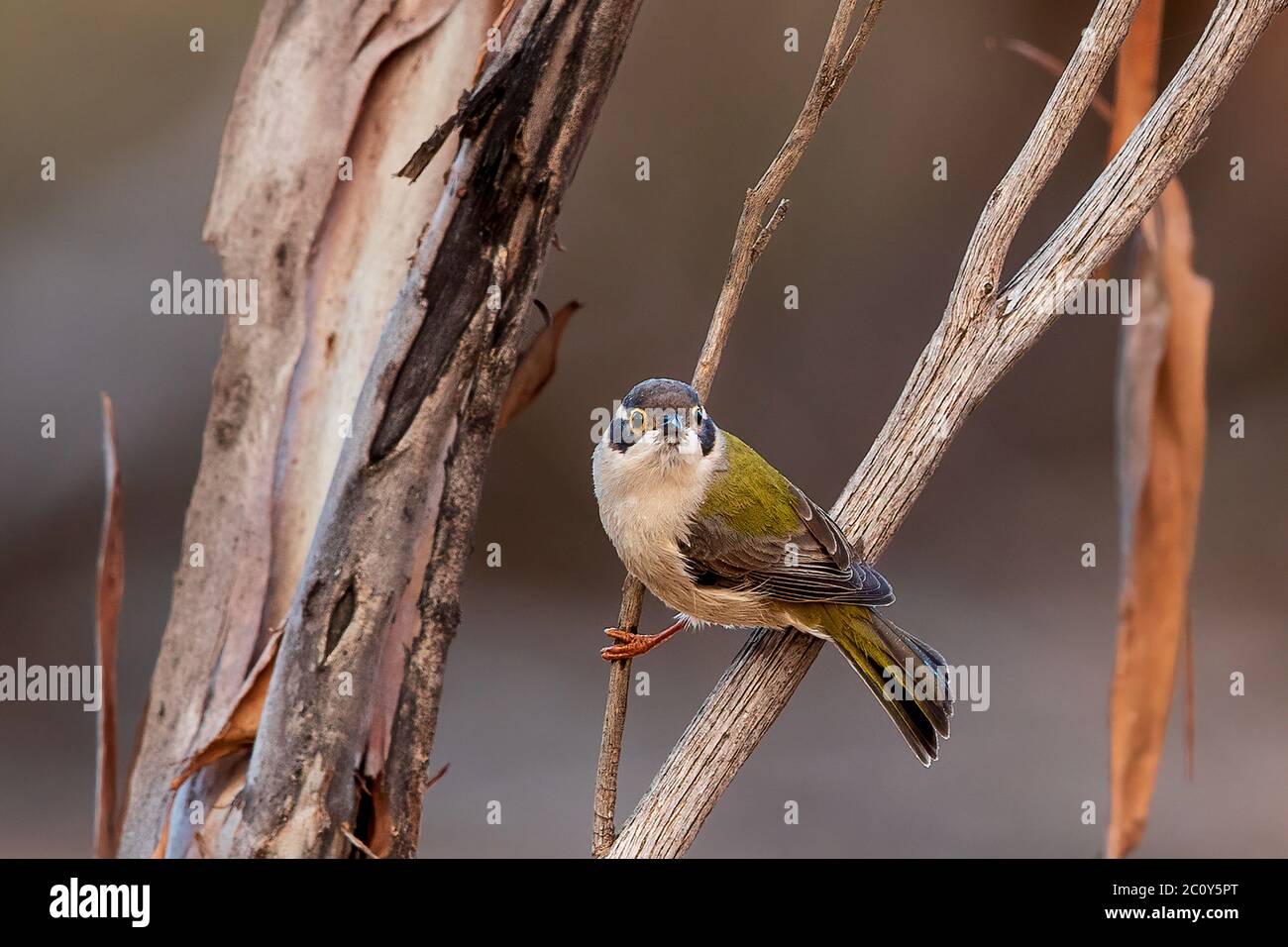 Il Mieleater a testa marrone (Melithreptus brevirostris) è un piccolo honeyeater con una bolletta corta e sottile. Foto Stock