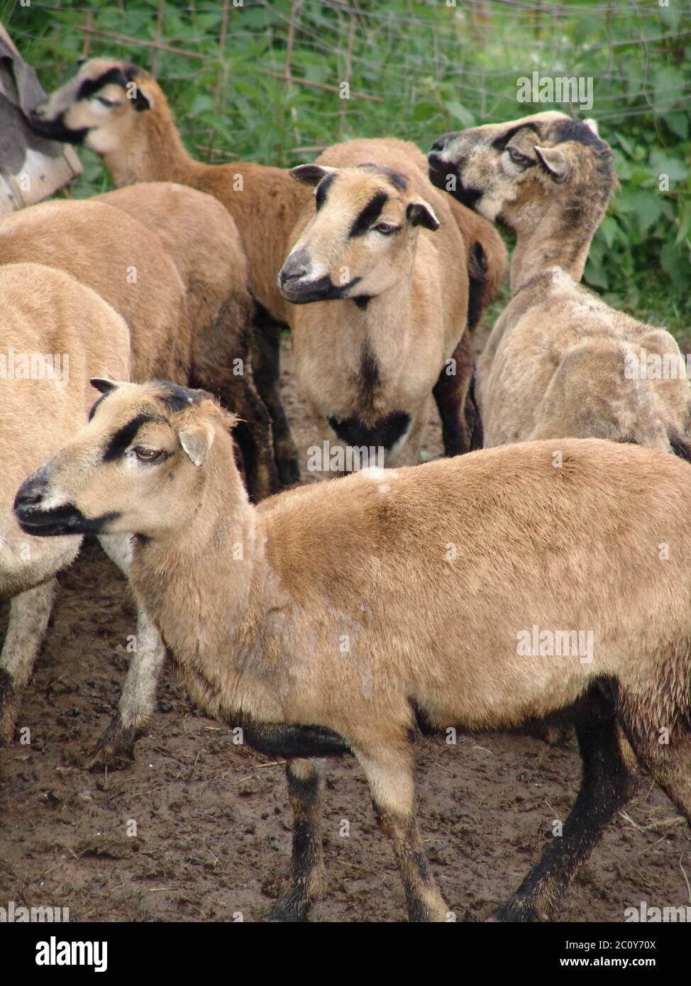 Delle pecore del Cameroun Foto Stock