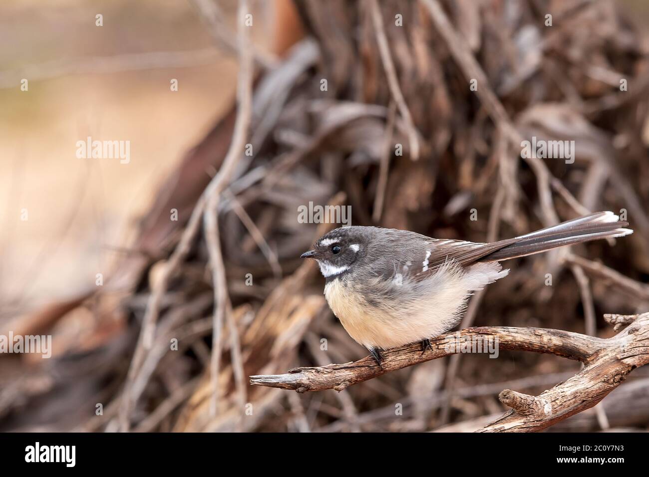 Fantasma grigia (Rhipidura albiscapa). Entrambi i sessi sono simili nell'aspetto: Il piumaggio è grigio sopra, sopracciglia bianca, gola e bordi della coda. Foto Stock