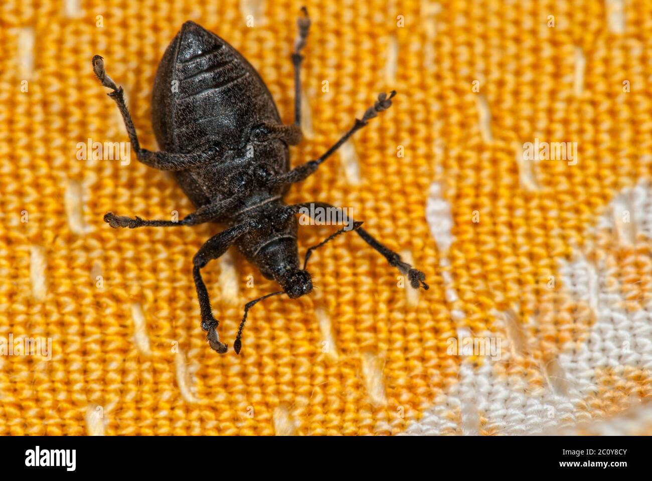 Curculione bug sul suo dorso in tela arancione suggerendo la morte o impotenza Foto Stock