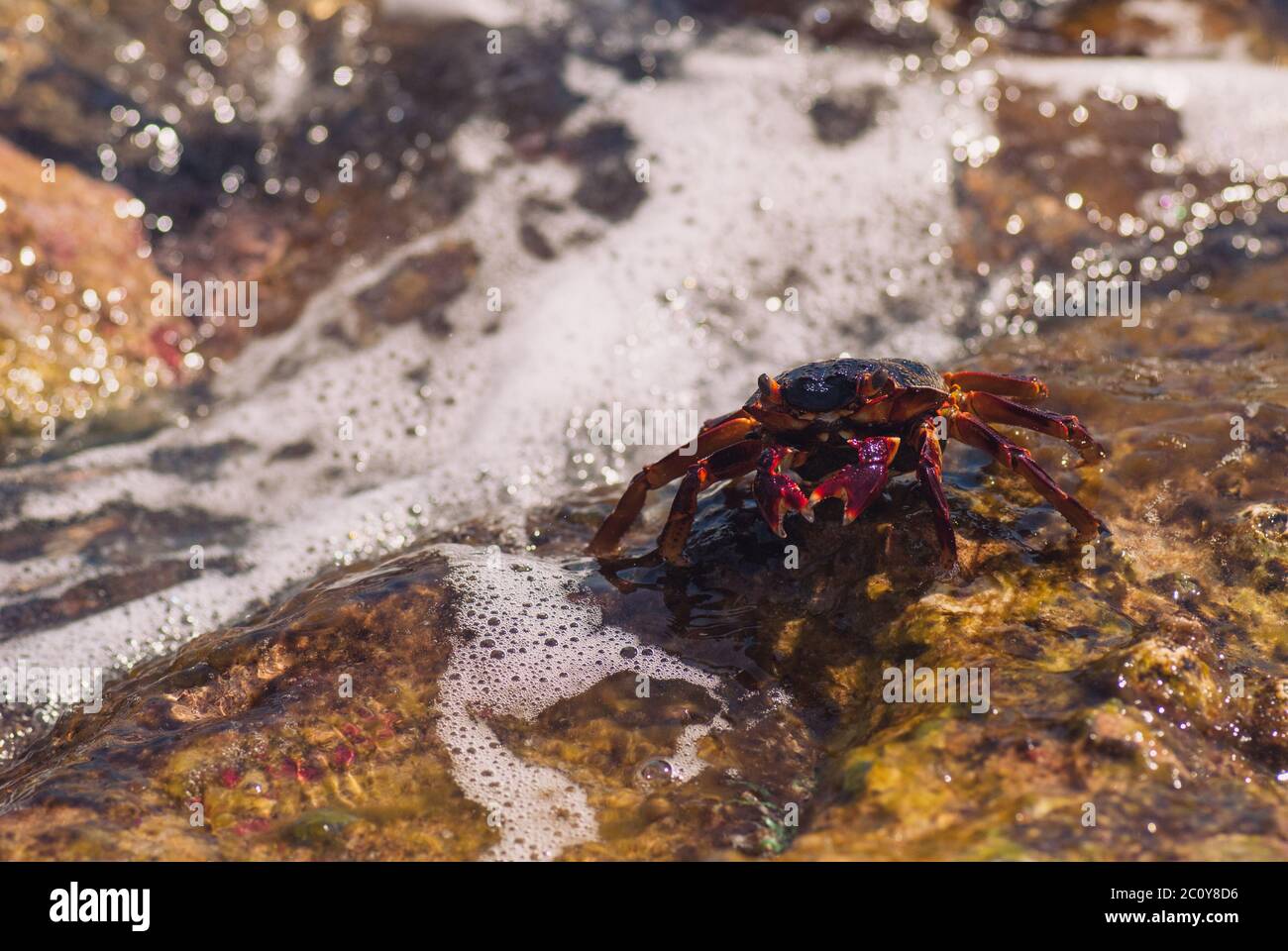 Bagnate Il Granchio Di Mare Sulla Pietra Su Una Soleggiata Giornata Estiva Foto Stock Alamy