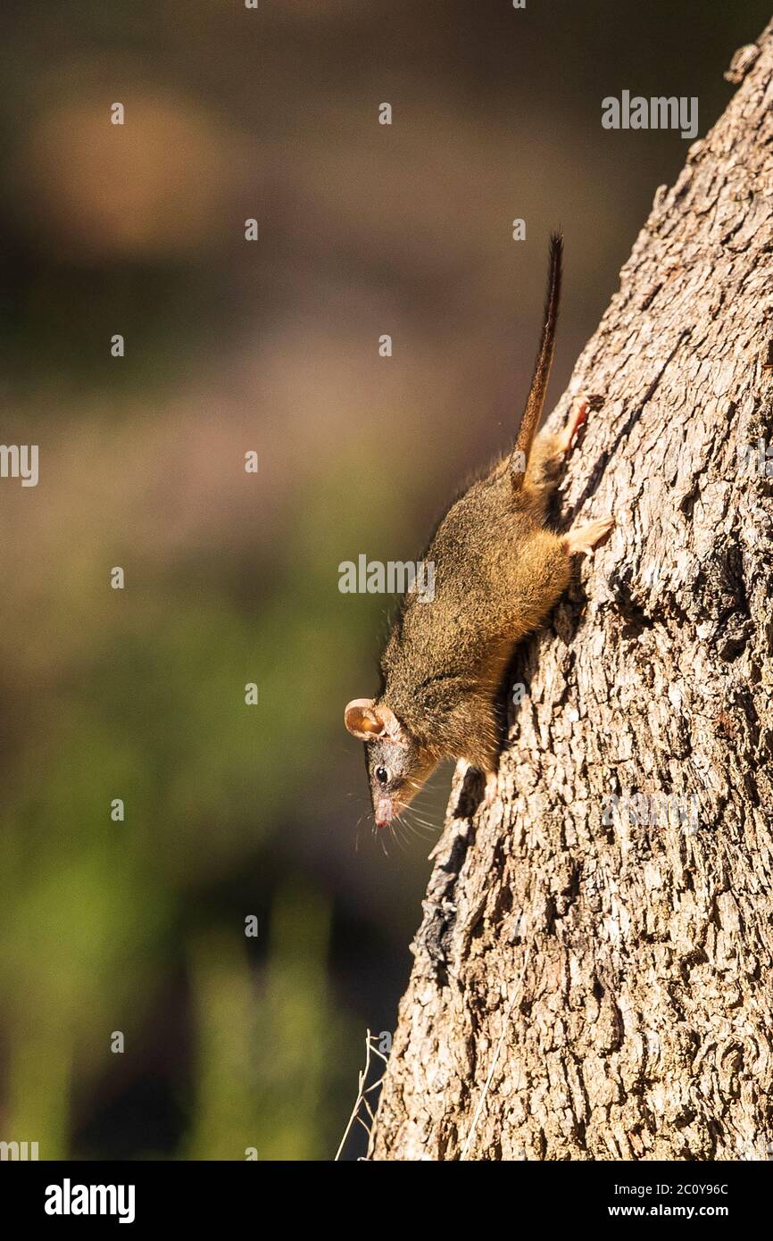 L'anticonformio (Antechinus flavipes) è un marsupiale a zampa. Foto Stock
