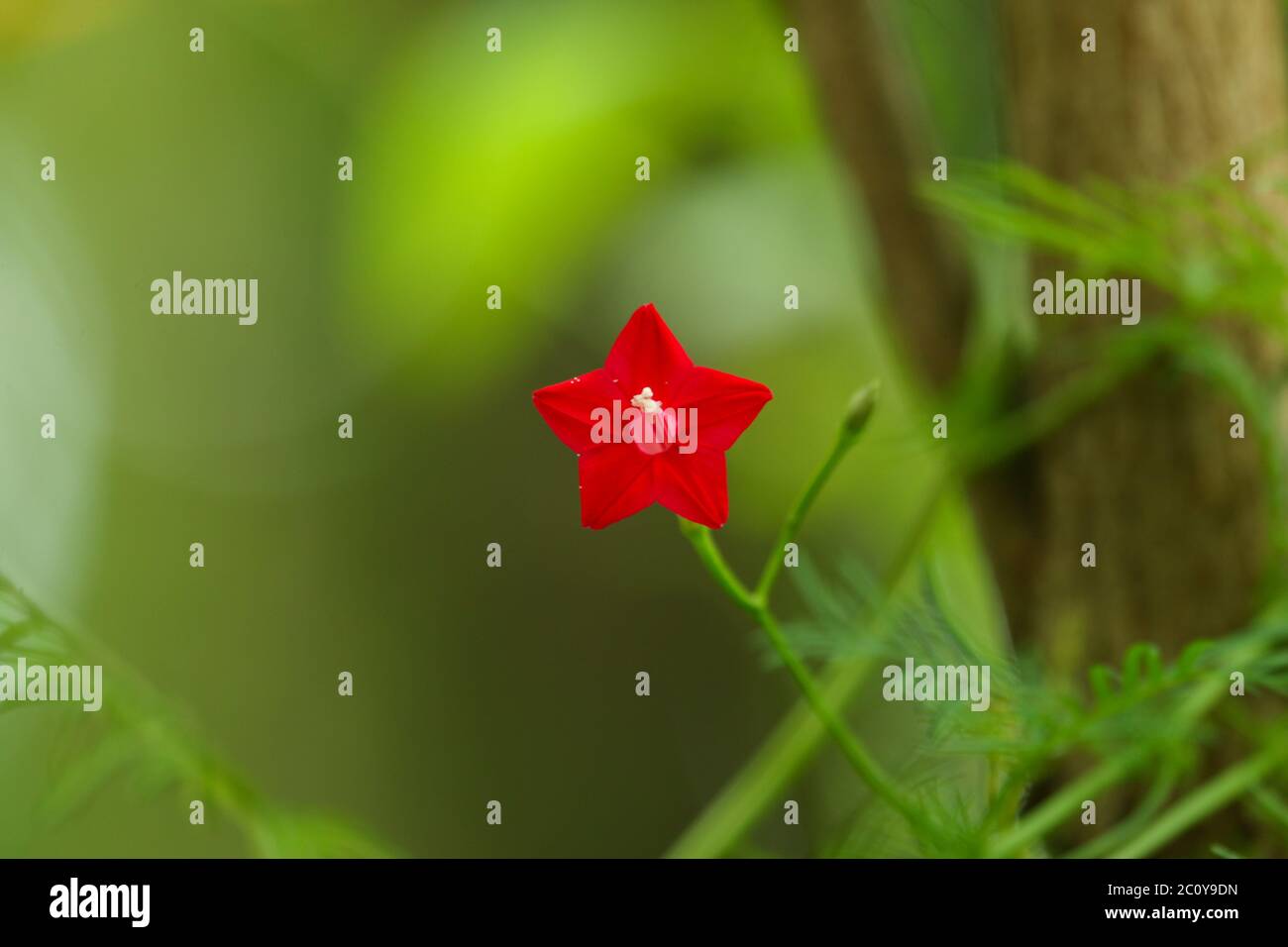 Fiore rosso Foto Stock