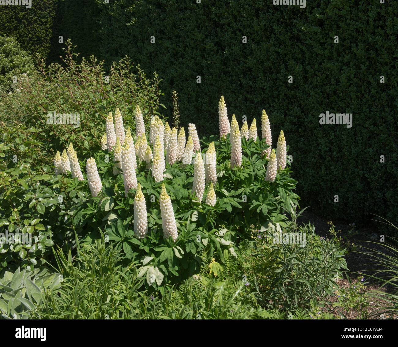 Gruppo di piante bianche di lupino in fiore d'estate (Lupin 'Noble Maiden') che crescono in un confine erbaceo in un giardino rurale in Devon Rurale, Engla Foto Stock