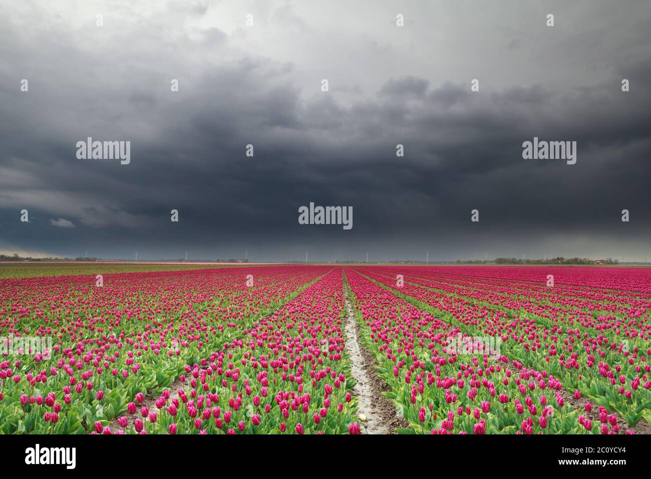 nuvole di pioggia su campo tulipano rosso Foto Stock