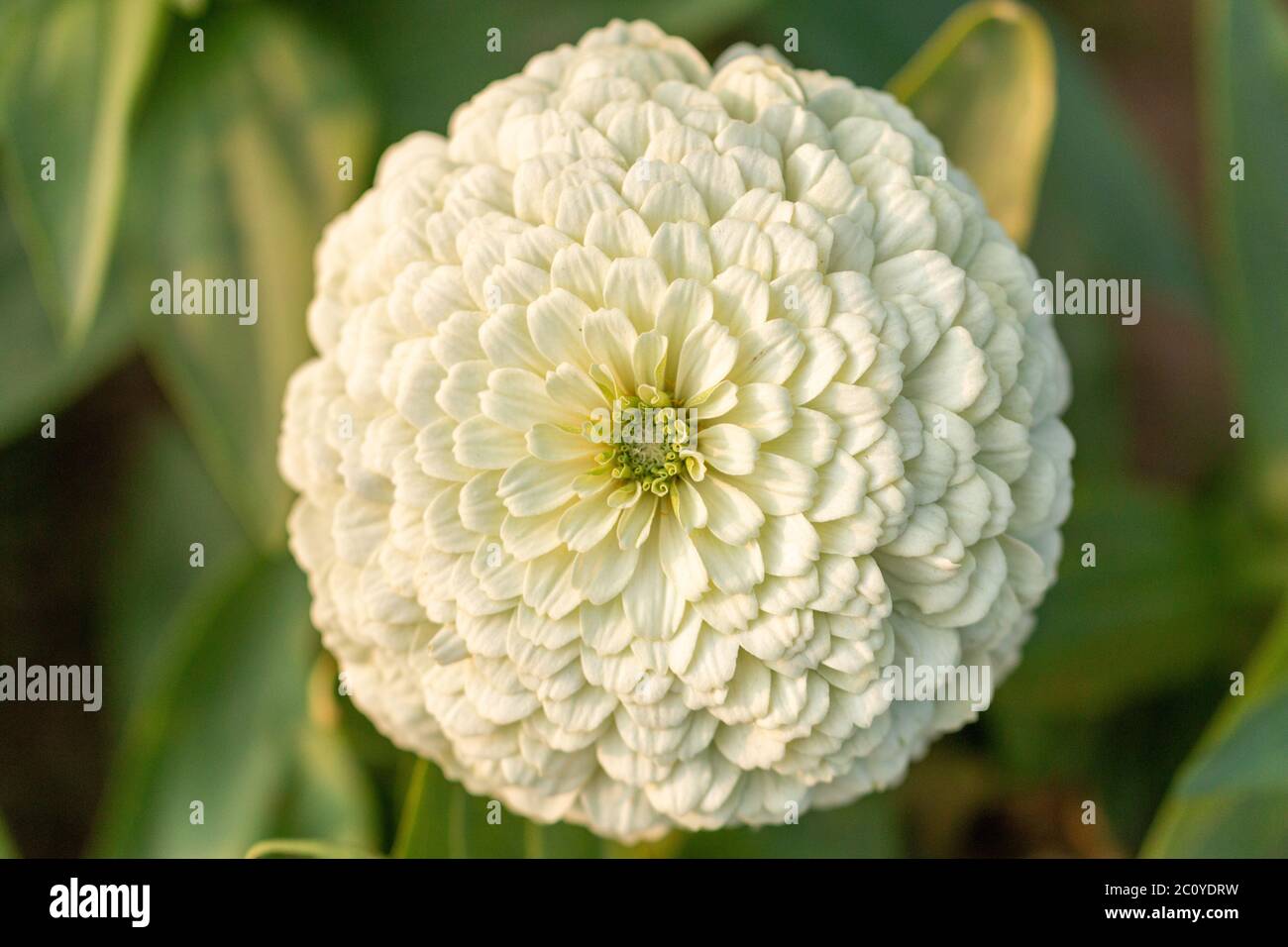 Un singolo fiore-bianco Foto Stock
