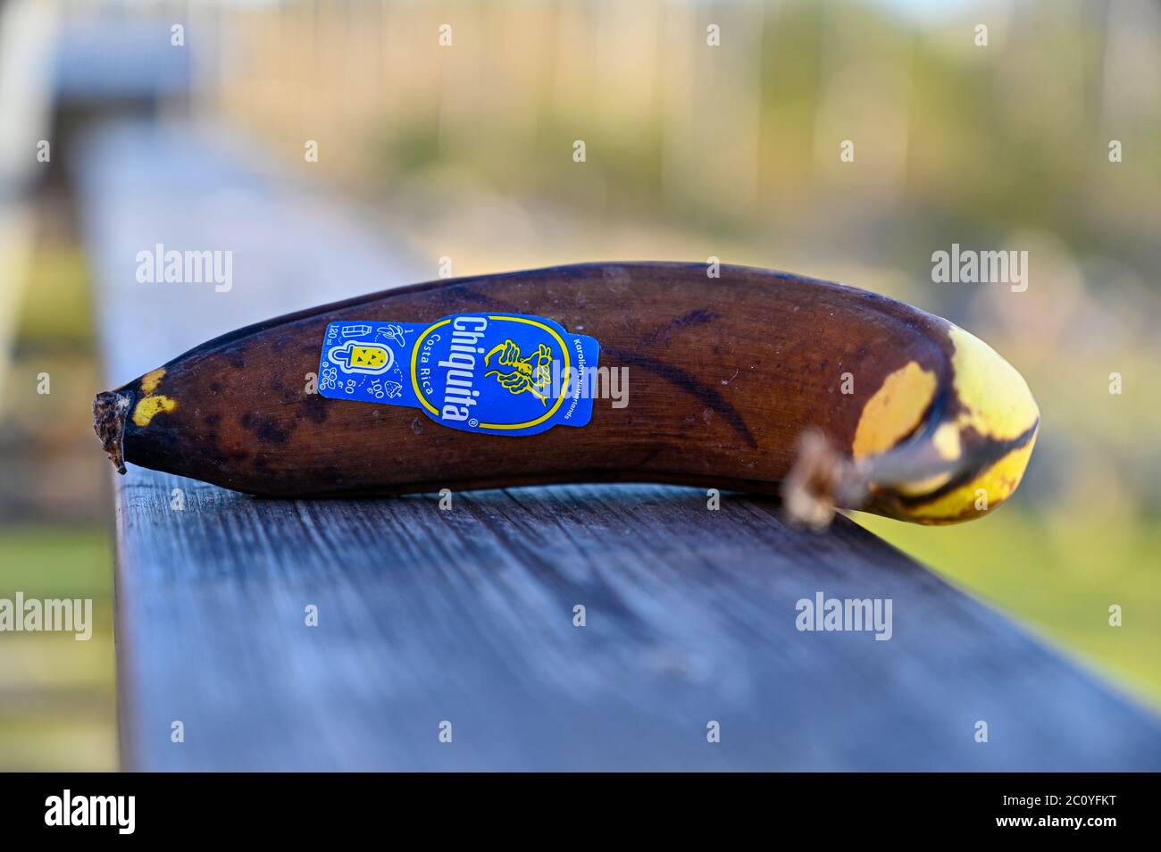 Banana marrone con adesivo Chiquita Foto Stock