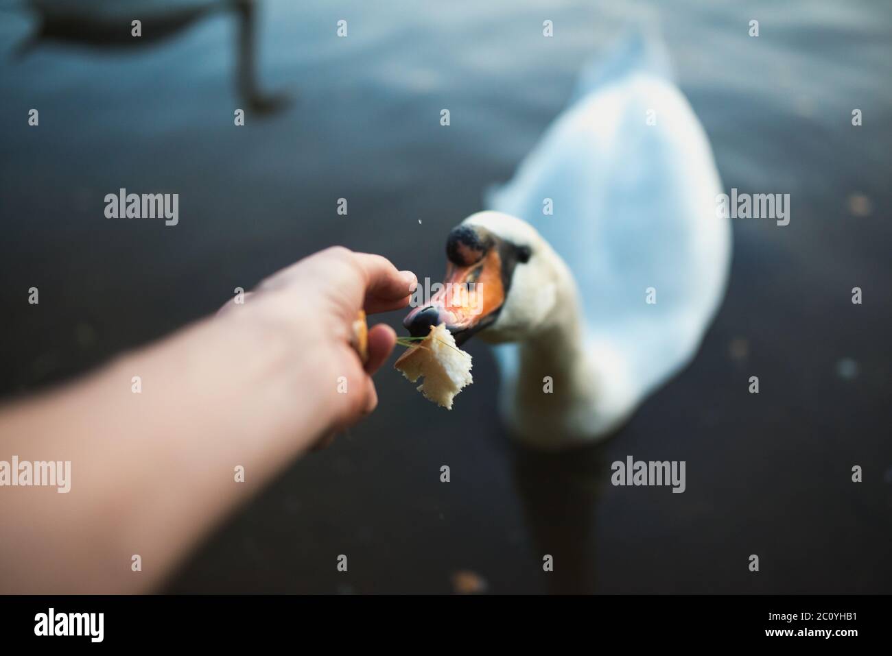 POV di alimentazione del cigno sul lago di stagno reaver. Tonica immagine. Punto di vista shot. Foto Stock