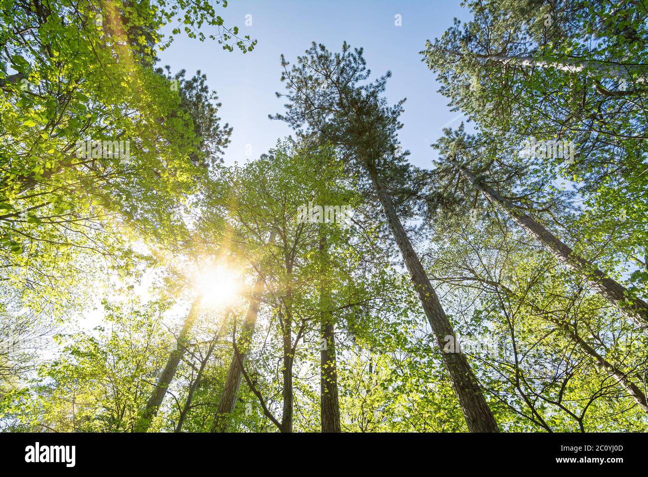 Splendidi raggi di sole che brillano attraverso le cime verdi degli alberi nella foresta Foto Stock