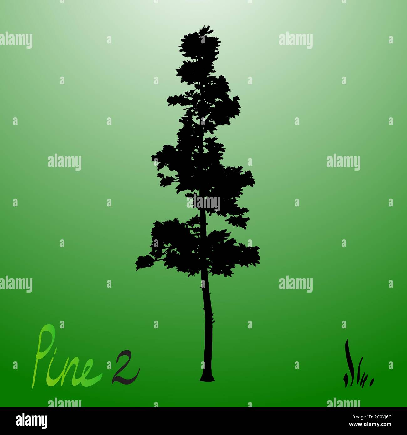 Pacific Northwest pino crescita vecchio albero sempreverde silhouette Foto Stock