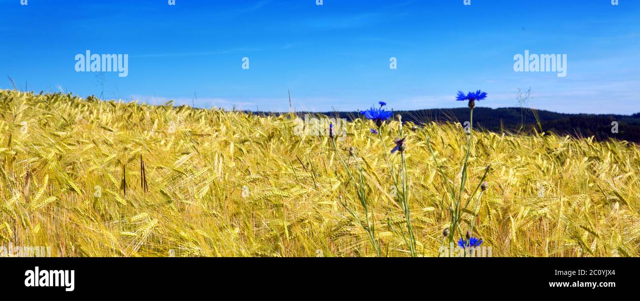 Campo di grano e giornata di sole. Foto Stock