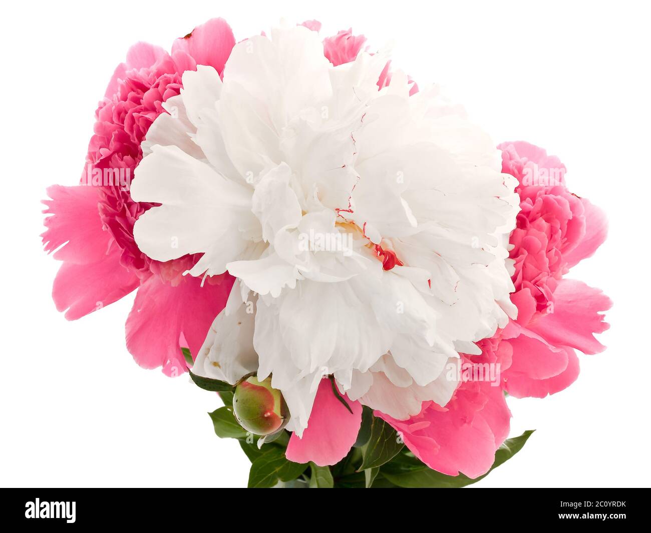 Rosa e Peonia bianca Foto Stock
