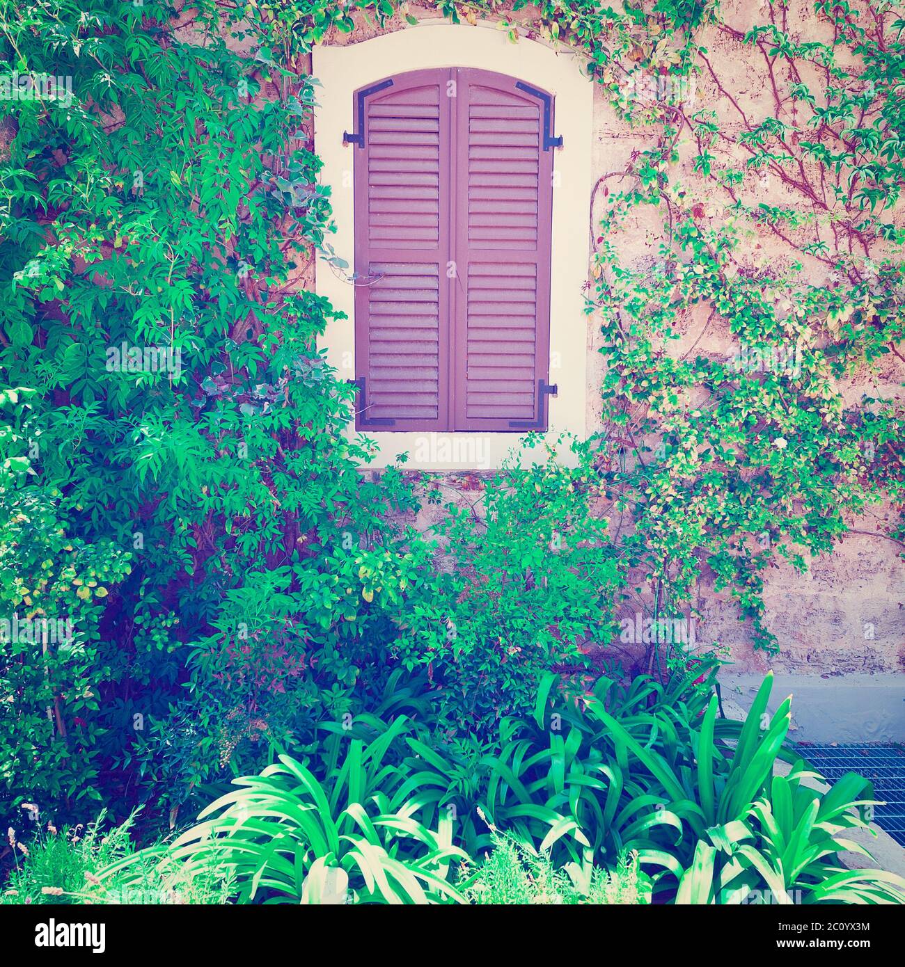 Convolvolo Foto Stock