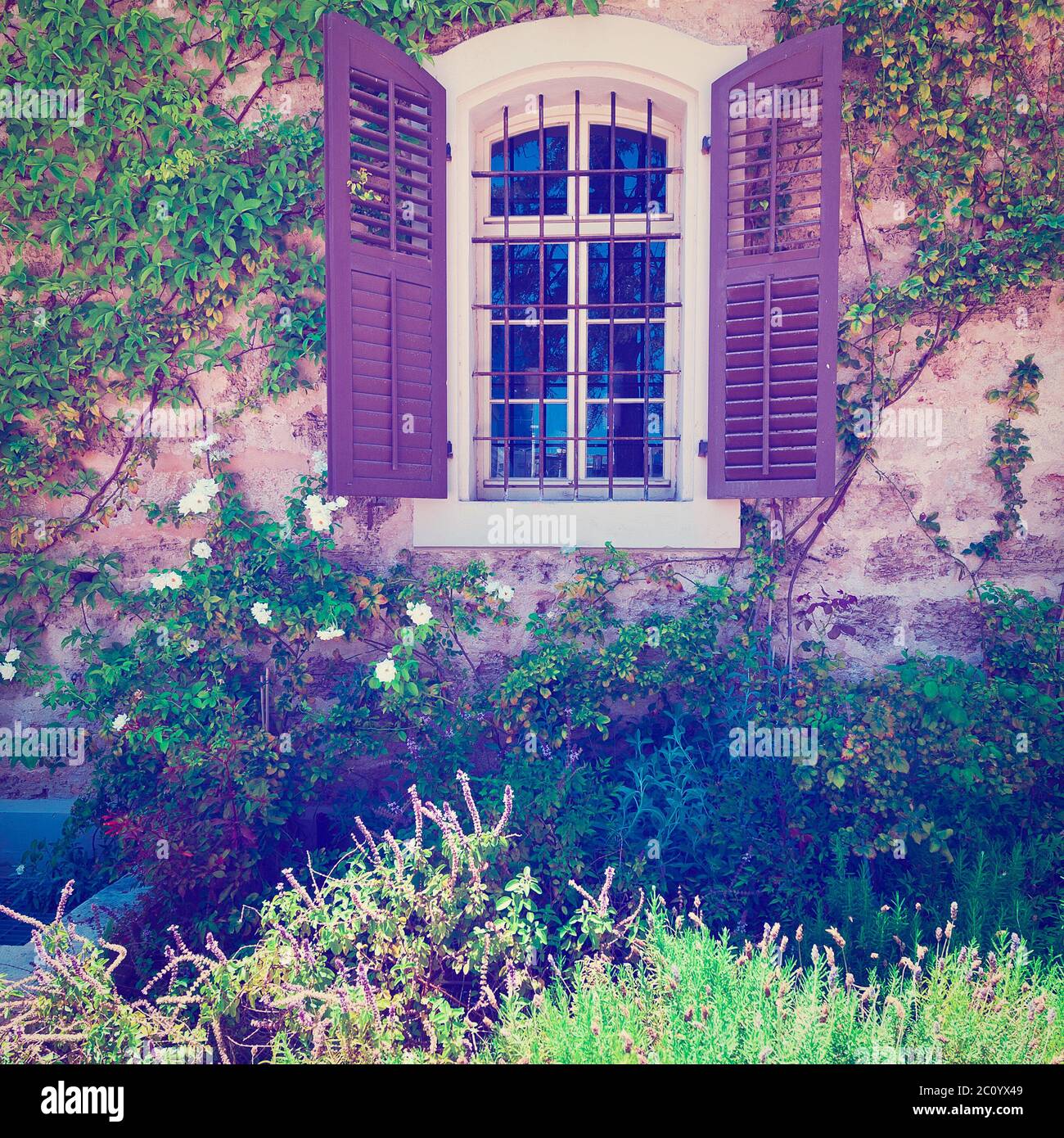 Convolvolo Foto Stock