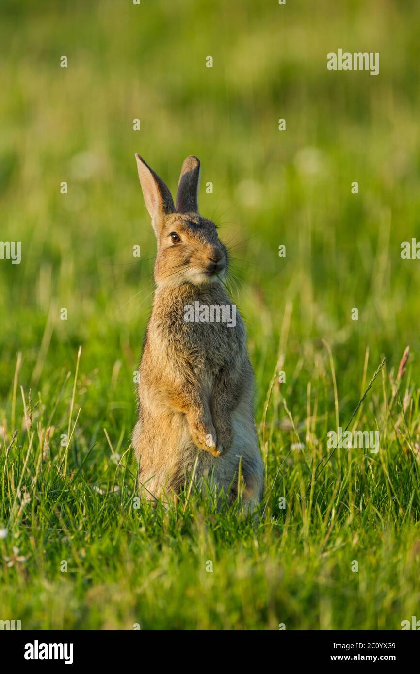 Coniglio selvatico (Oryctolagus cuniculus) in piedi in posizione verticale in un campo erboso mentre si mangia una lama di erba Foto Stock