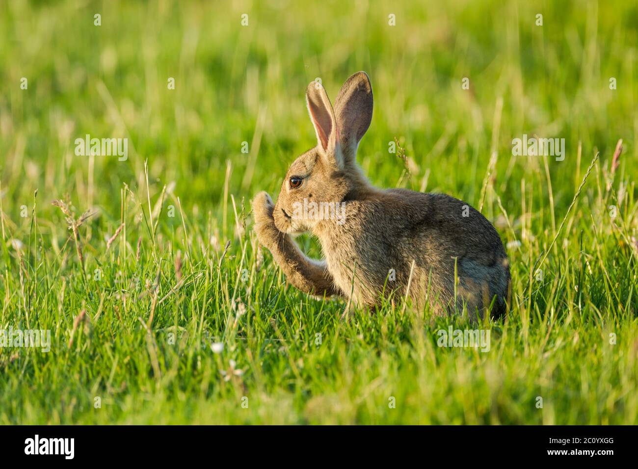 Coniglio selvatico (Oryctolagus cuniculus) seduto in un campo erboso mentre pulisce una delle sue gambe posteriori Foto Stock