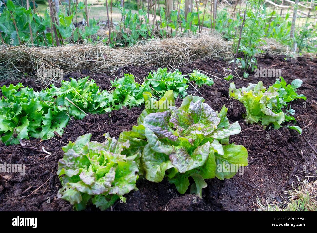 Fila di lattuga dal cuore rosso e croccante testa Reine de glace lattuces truccato con composto bracken che cresce in un giardino organico nel Galles UK KATHY DEWITT Foto Stock