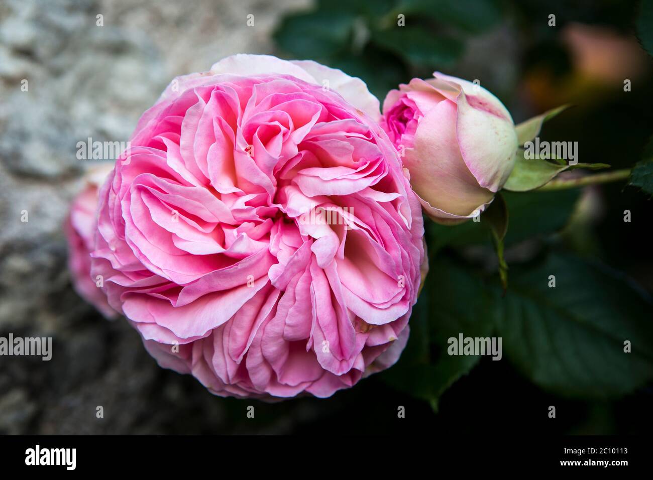 Pierre de Ronsard rosa, francese rosa nella regione della Valle della Loira in Francia Foto Stock