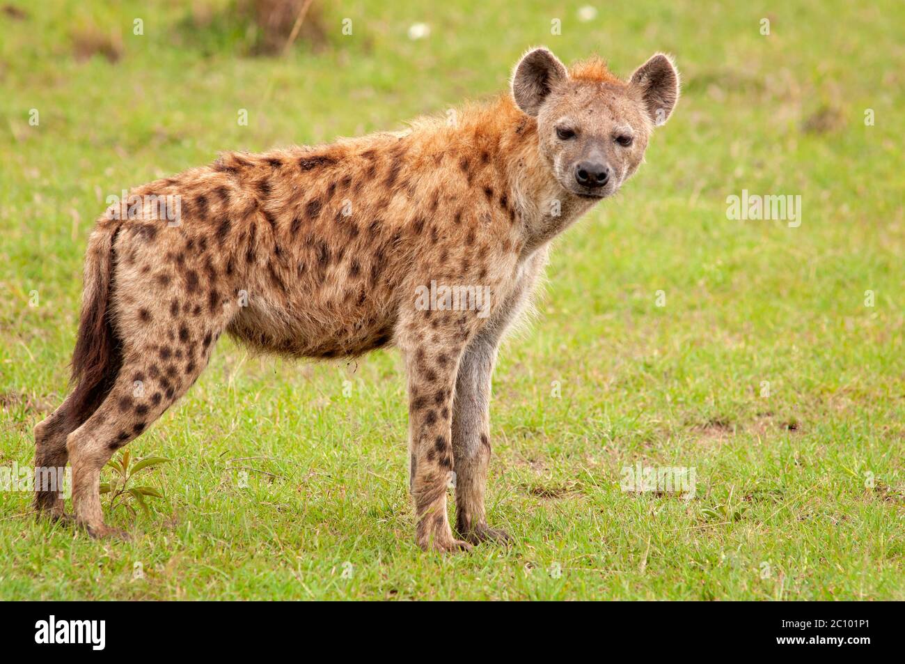 Avvistato iena, Crocuta croccuta, nella Riserva Nazionale Masai Mara. Kenya. Africa. Foto Stock
