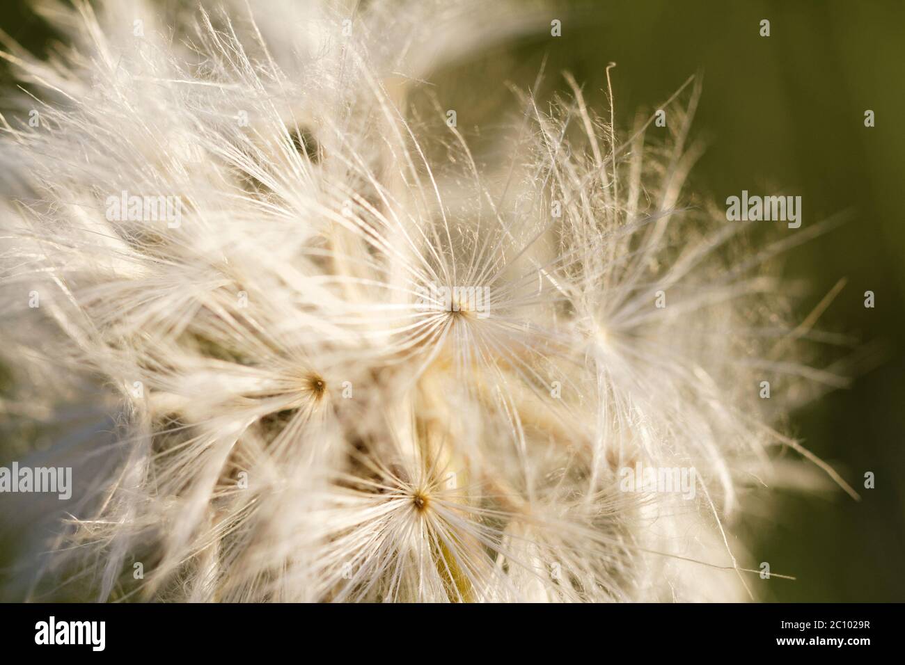 Tarassaco semi di soffiatura nel vento Foto Stock