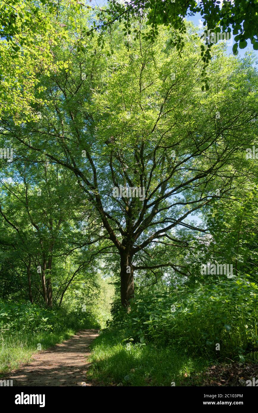 Stretto sentiero accanto ad un albero sul bordo della foresta alluvionale. Una scena estiva. Foto Stock