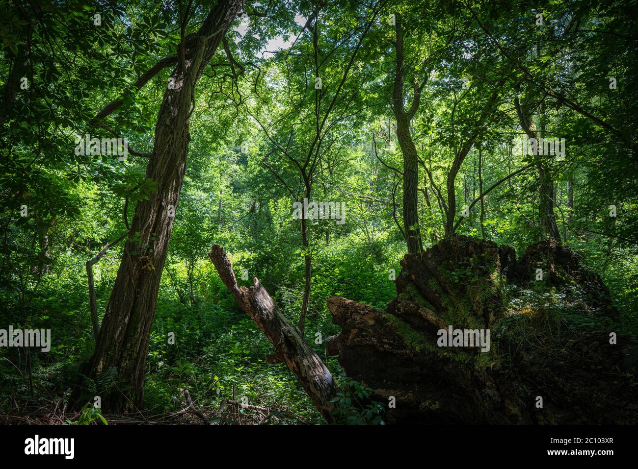 Resti di un albero caduto nei boschetti delle foreste riparie. Il sole illumina a malapena la scena in una bella giornata estiva. Foto Stock