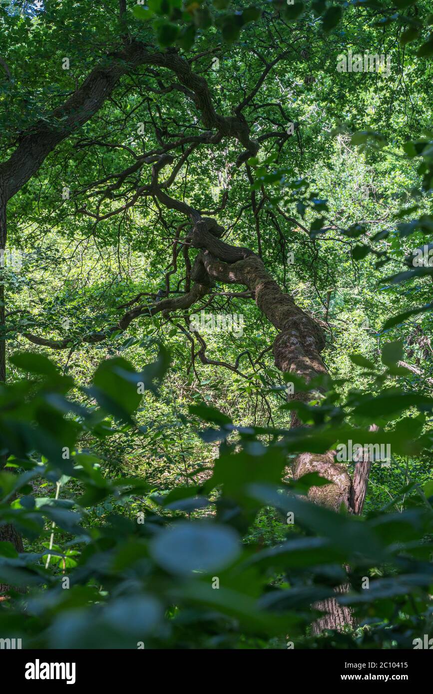 Un albero cresce attraverso il pendio nel thicket delle foreste riparie. Il sole illumina a malapena la scena in una bella giornata estiva. Foto Stock
